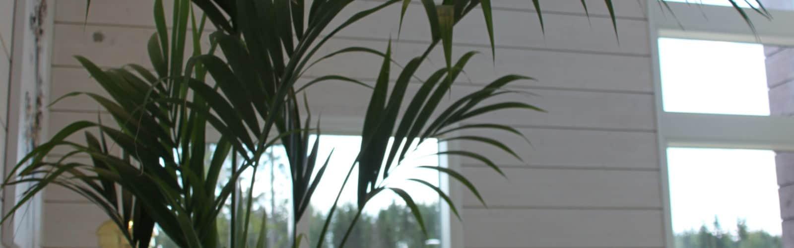 https://uula.kajahdusdev.fi/2020/08/10/asuntomessukohde-villa-fortuna/