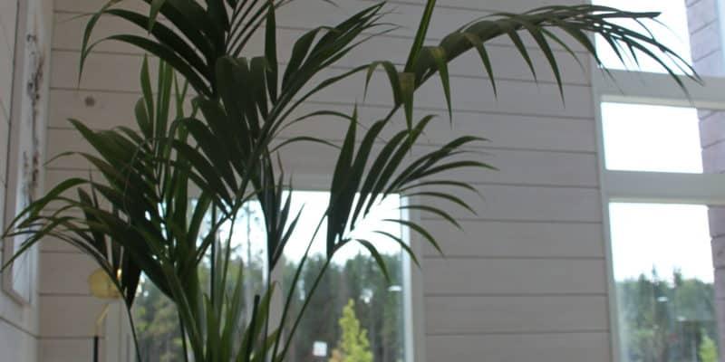 https://uula.kajahdusdev.fi/2020/08/10/asuntomessukohde-villa-fortuna/
